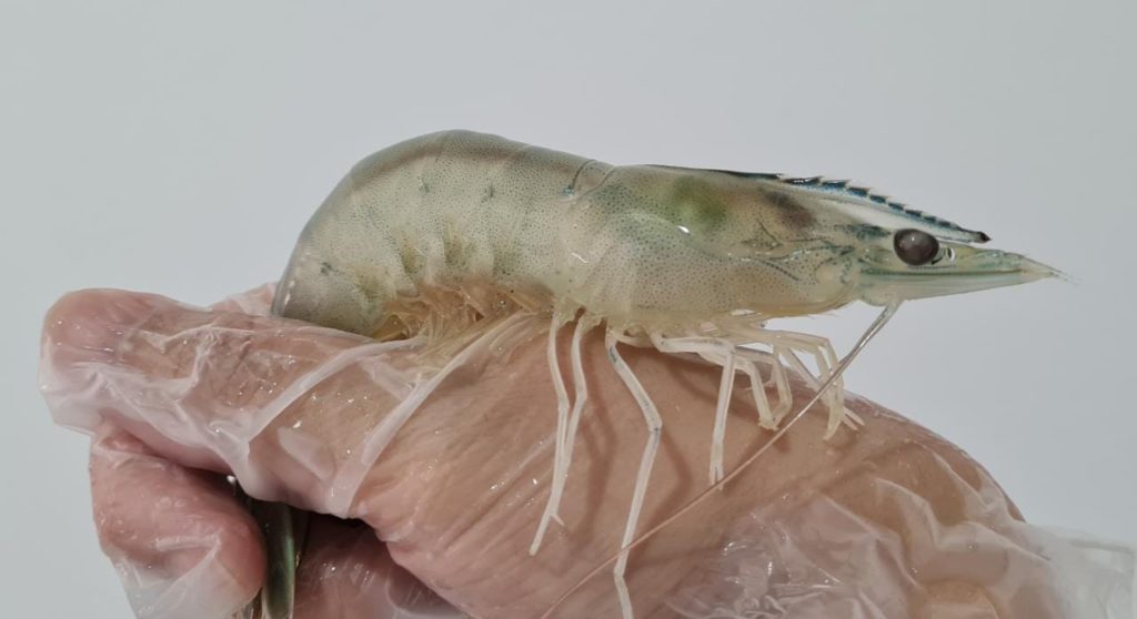 Shrimp on hand